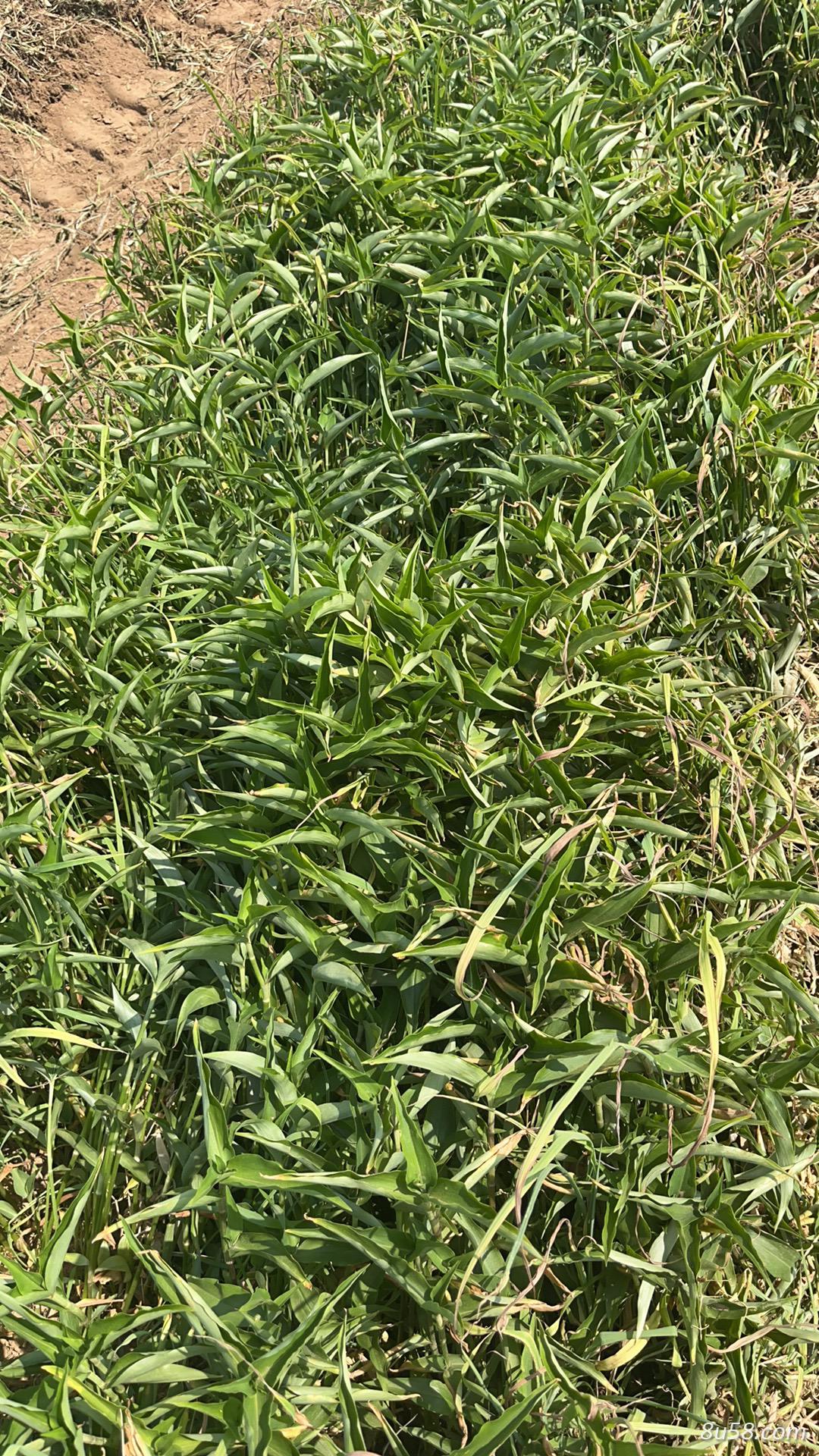 鸭跖草