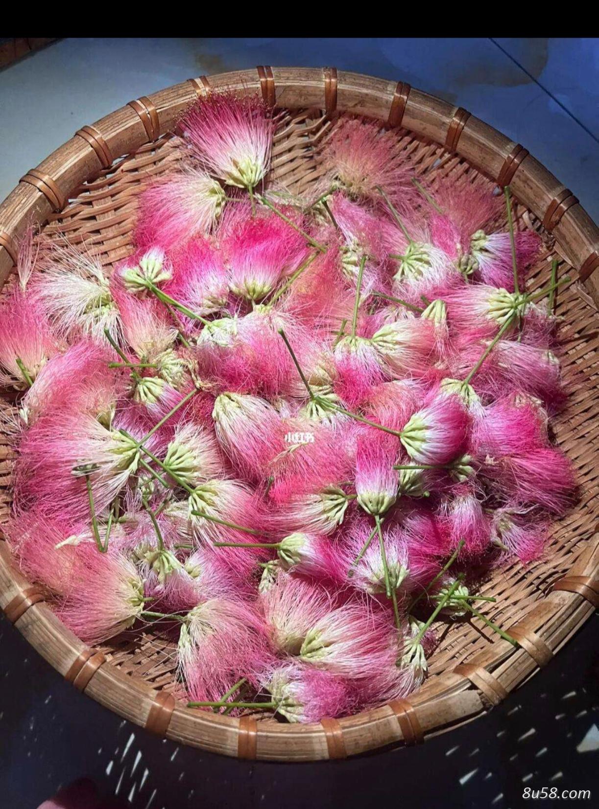 合欢花出售!合欢花出售!合欢花出售! 合欢花出售!合欢花出售!合欢花出售!