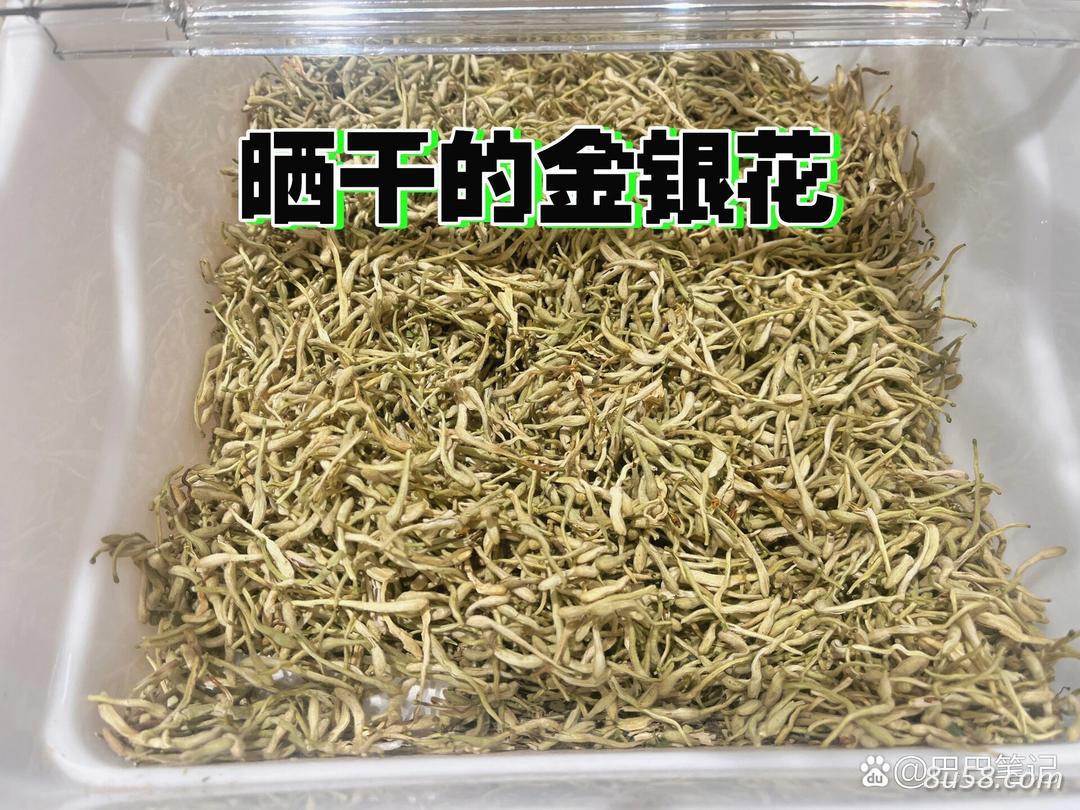 金银花干花可供应20吨 金银花干花可供应20吨