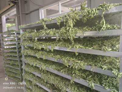 薄荷头烘干品
