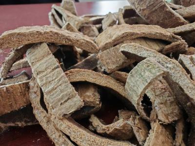 哪里能买到正宗的杜仲？杜仲的功效与作用？