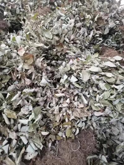 野生淫羊藿，带根，干货，出售