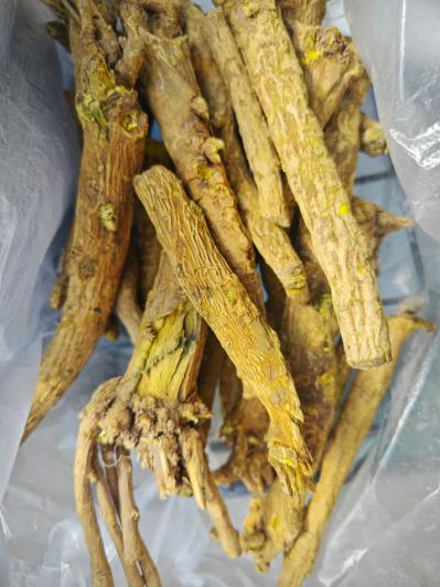 黄芩