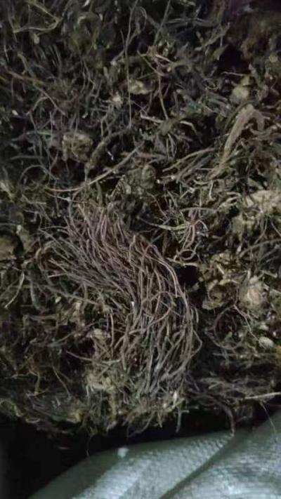 紫菀