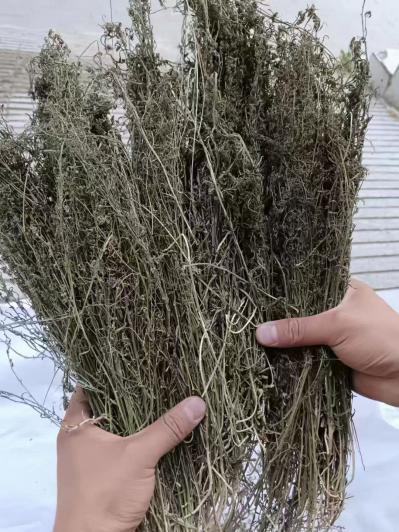 百蕊草