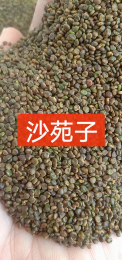 沙苑子