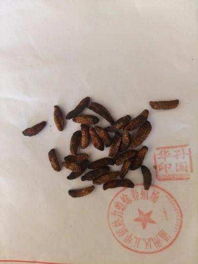 羊鼻虫