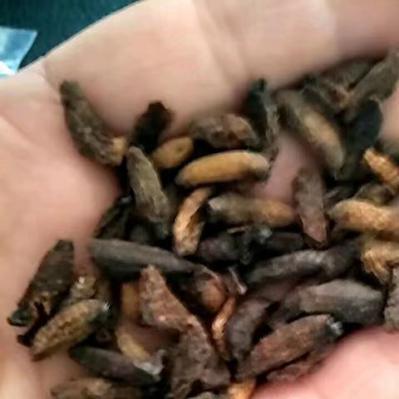 羊鼻虫