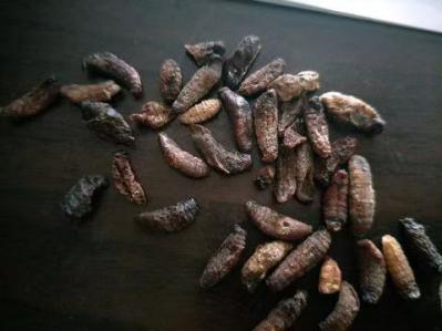 羊鼻虫,羊虫,羊角虫,羊蛐虫有何作用,治什么病才好-孙国华