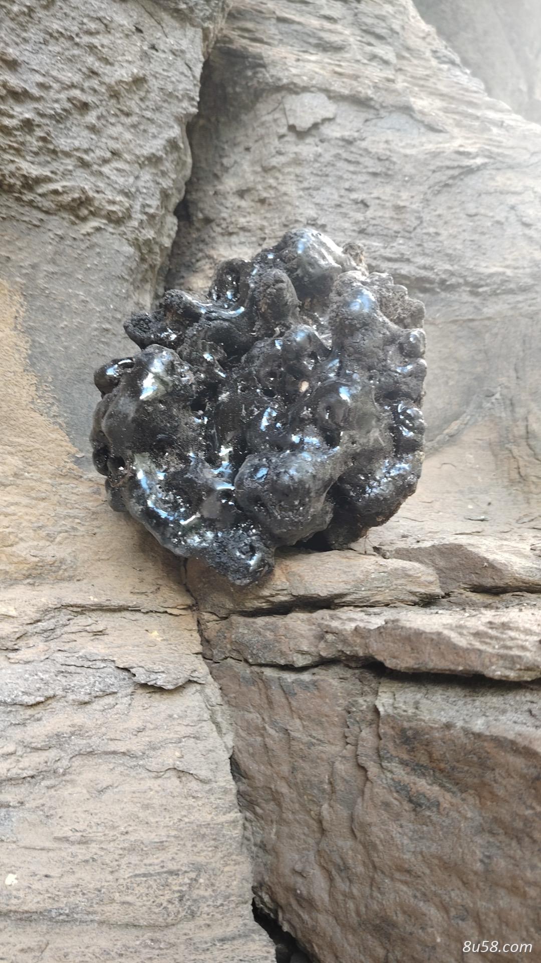 精品猴结