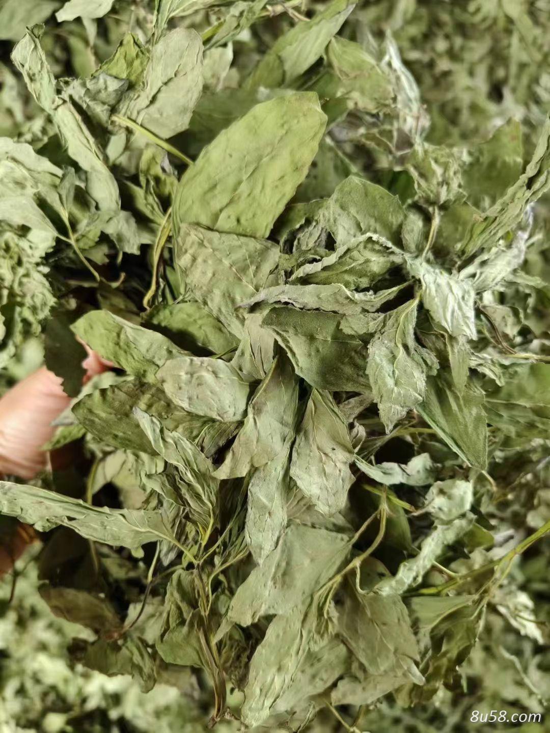 甜叶菊