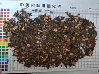 桑寄生