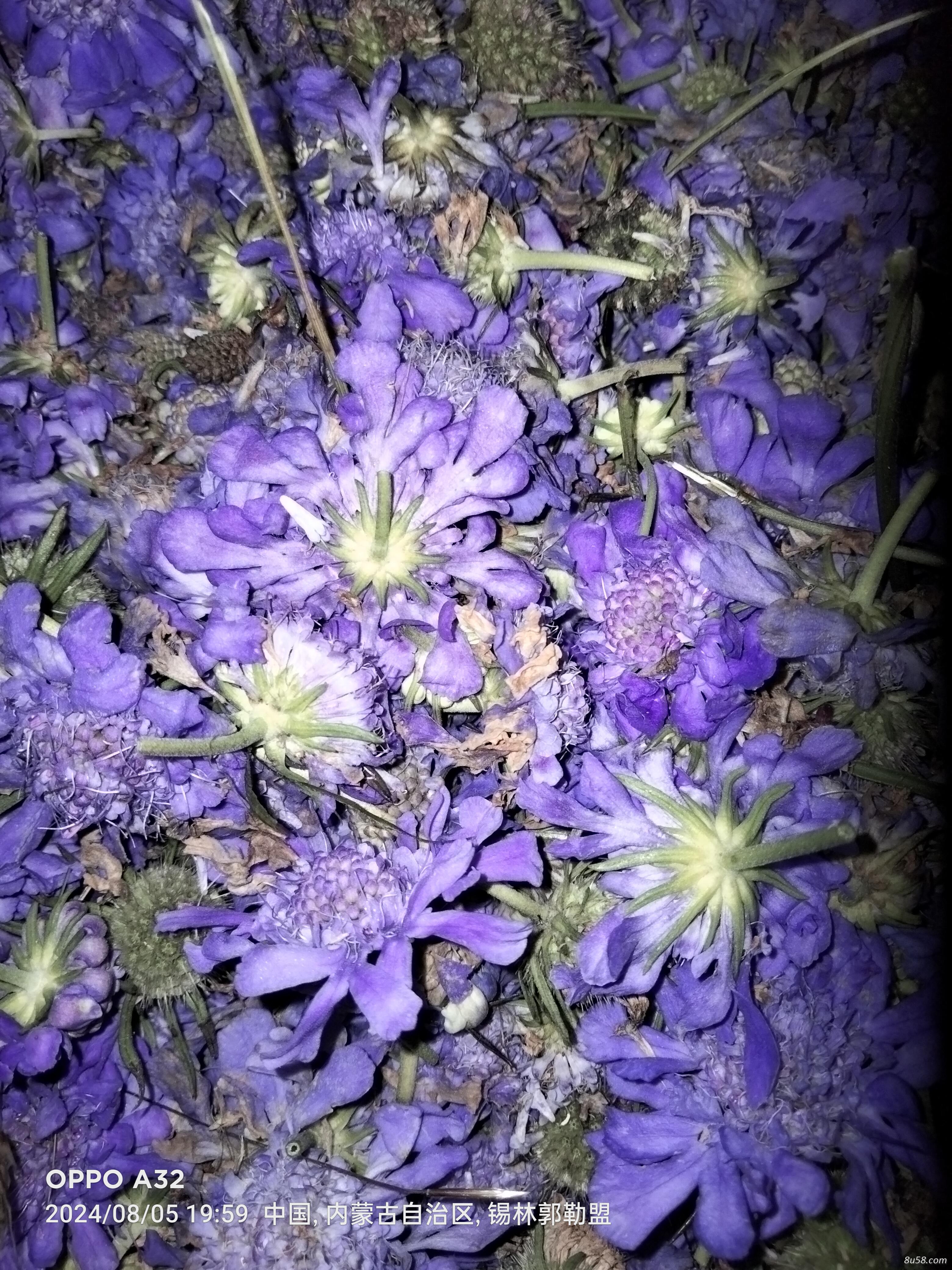 蓝盆花大量现货