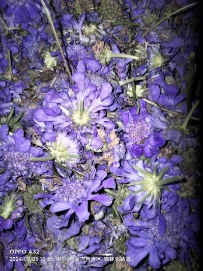 蓝盆花大量现货
