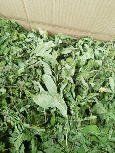 薄荷叶
