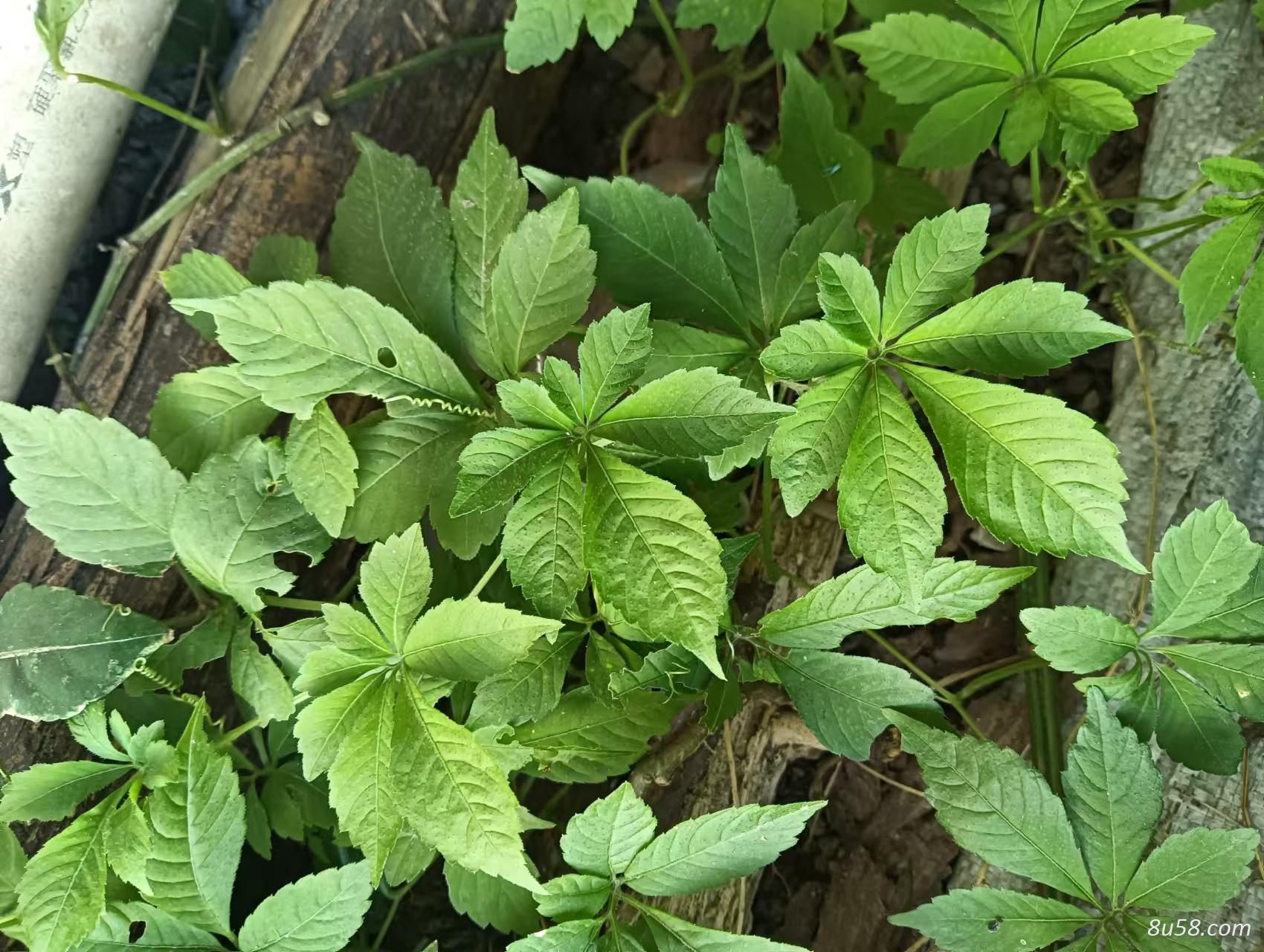长期供应种植绞股蓝