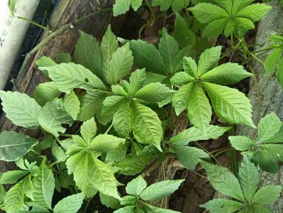 长期供应种植绞股蓝