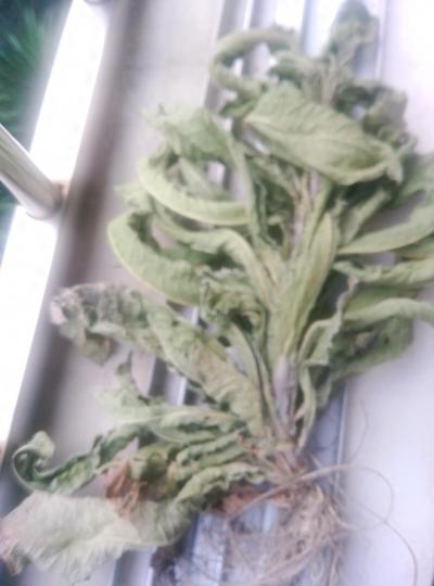 地胆草