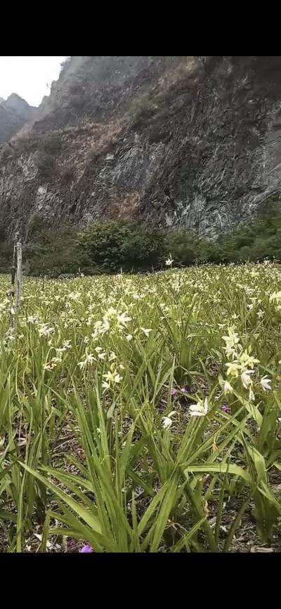 出售白芨量大