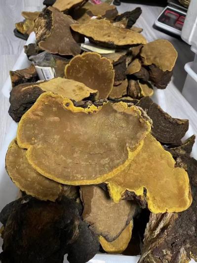 桑黄别名桑上寄生