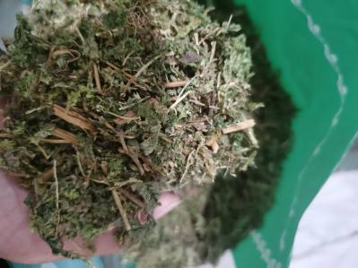 翠云草