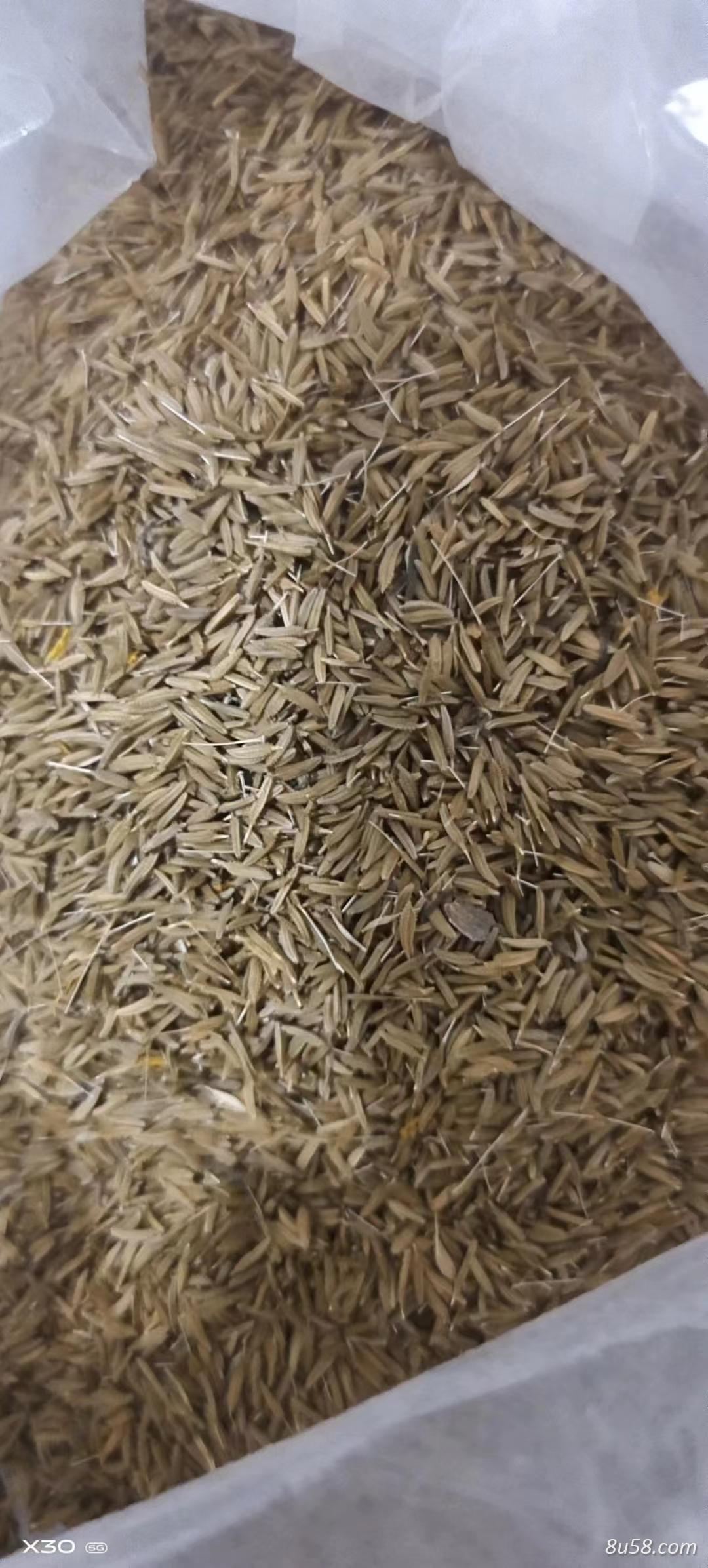 蒲公英籽