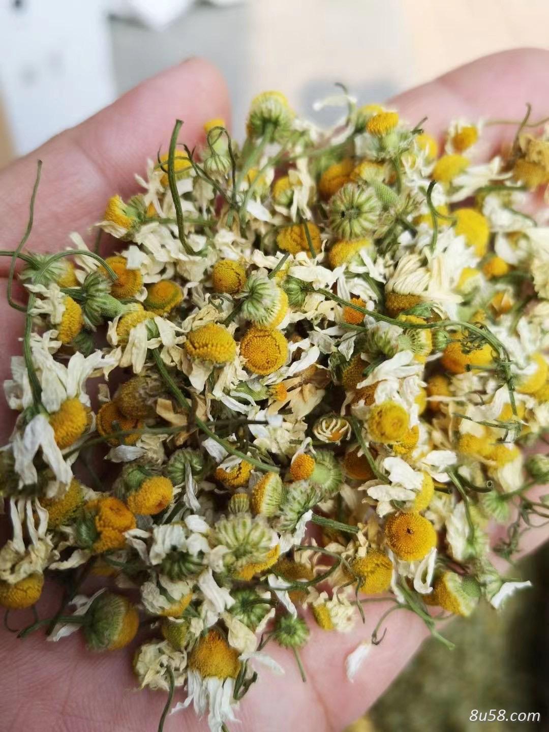 洋甘菊