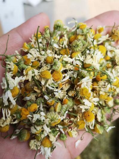 洋甘菊