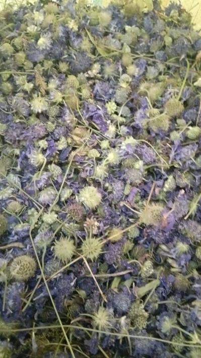 大量供应蓝盆花