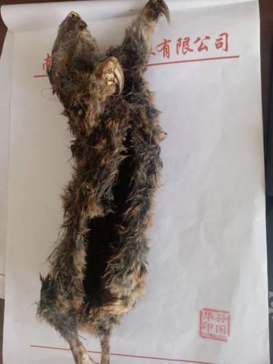 动物中药材东北鼢鼠,草原鼢鼠,地羊,仔隆,赛隆骨,鼢鼠骨出售的价格-孙国华