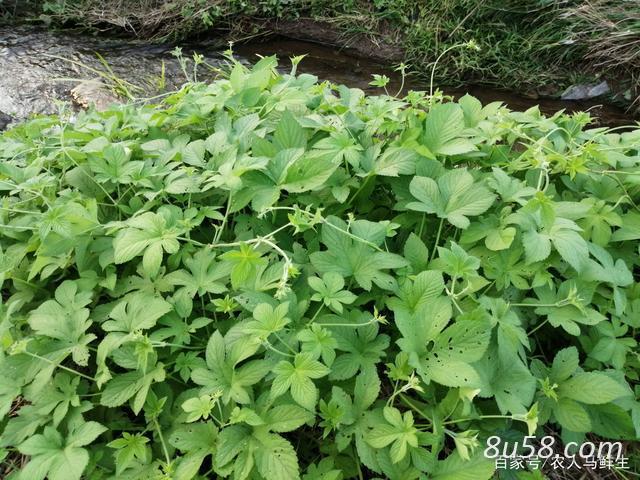 30亩，葎草（拉拉秧）出售