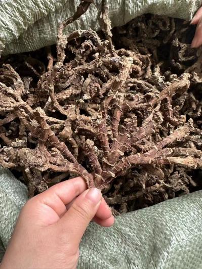 石菖蒲（个）