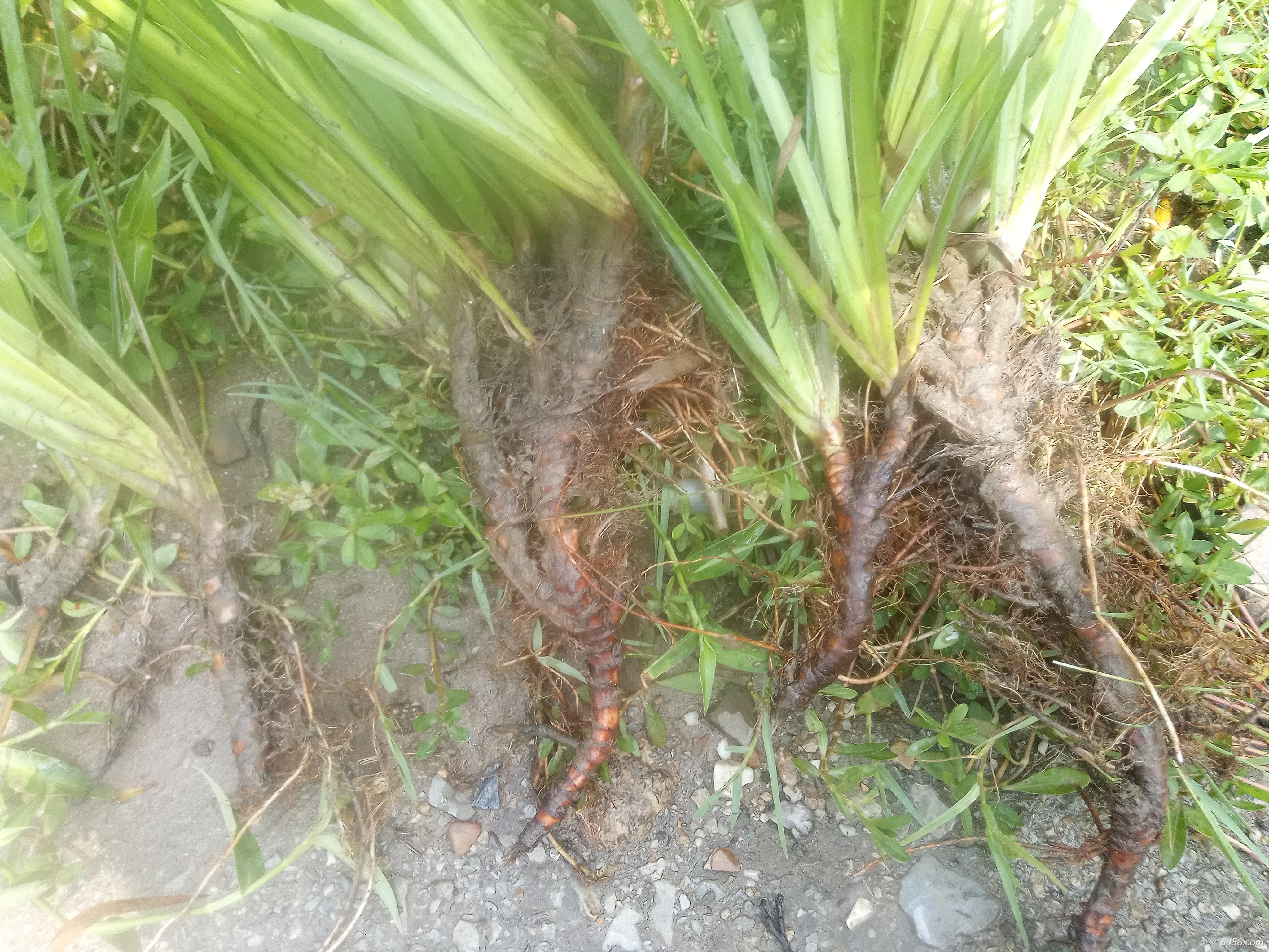 我们这里山青水秀,有很多野生石菖蒲 我们这里山青水秀,有很多野生石菖蒲