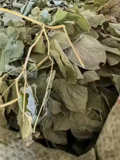 哪里能买到正宗的淫羊藿？正品的淫羊藿多钱？它的功效与作用和禁忌是什么？