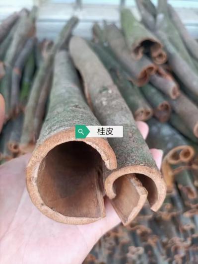桂皮