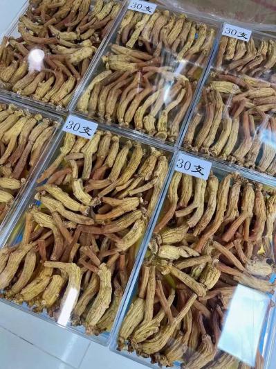 高丽参
