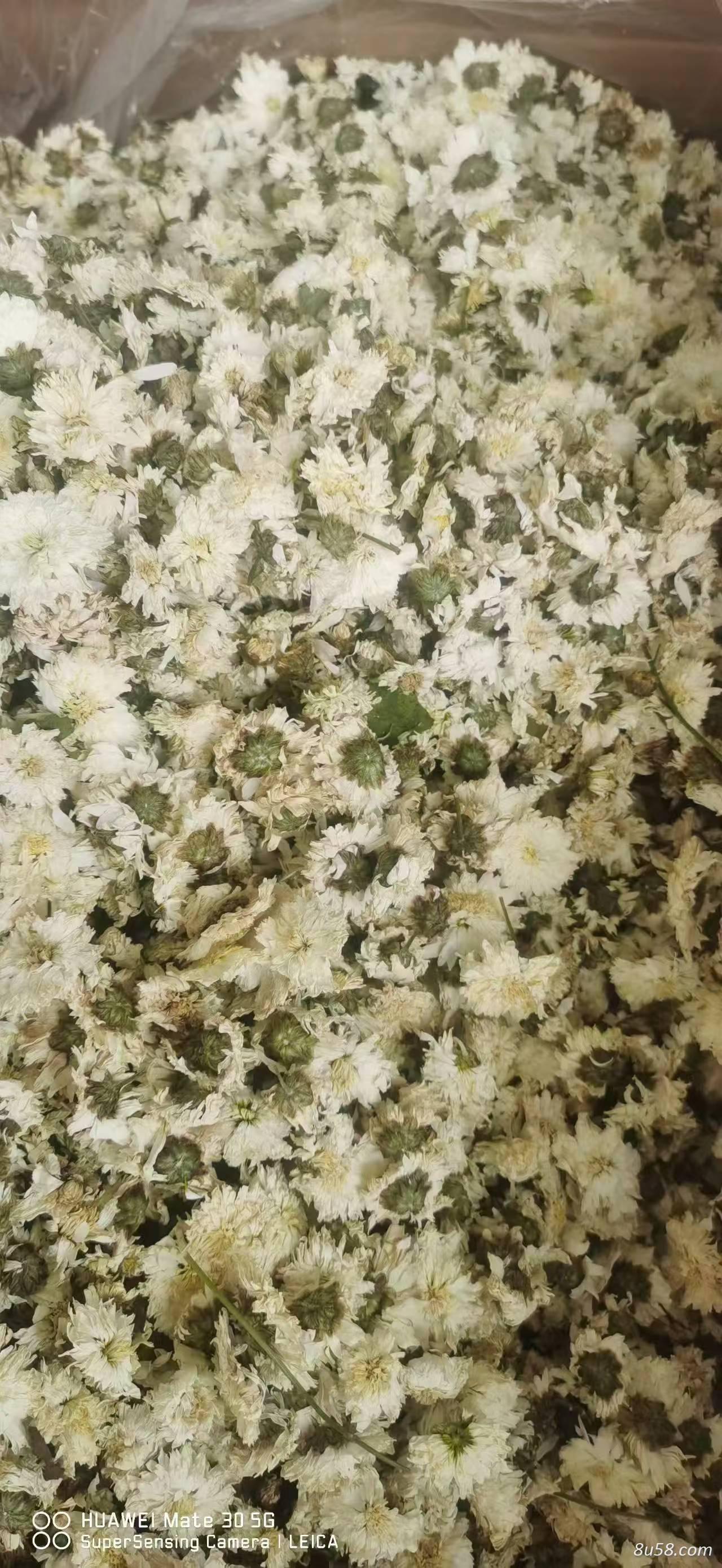 黄山贡菊