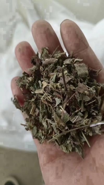 仙鹤草