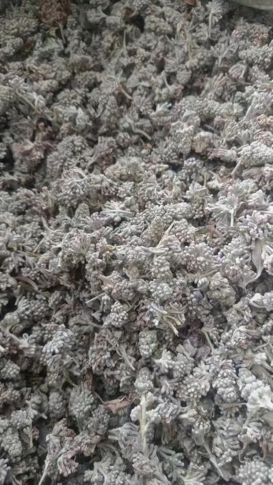 密蒙花