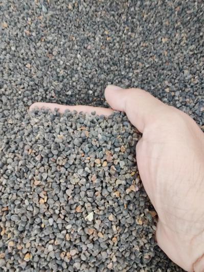 苘麻子