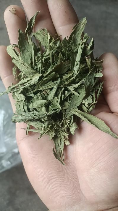 甜叶菊