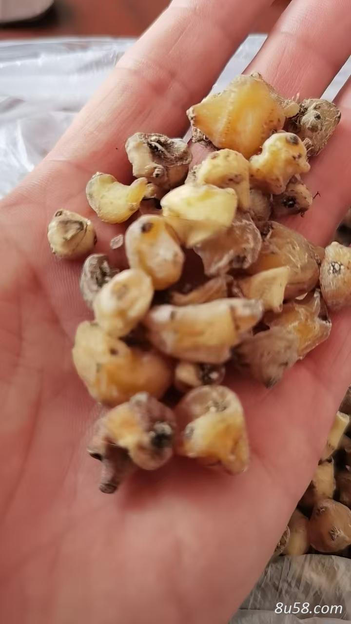 山慈菇