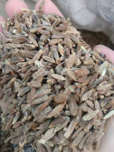 哪里能买到正宗的白术籽？质量怎么样？发芽率高不高？