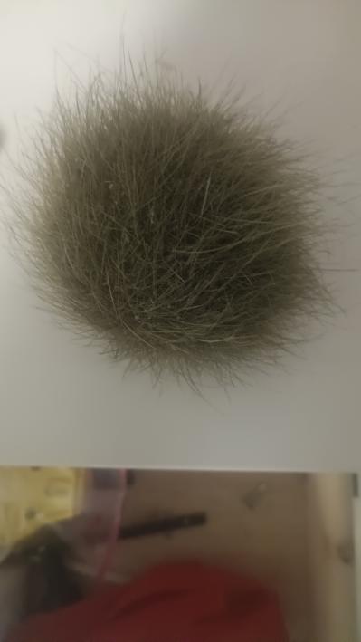 猪宝