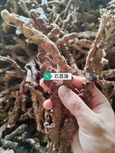 石菖蒲