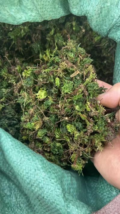 回心草