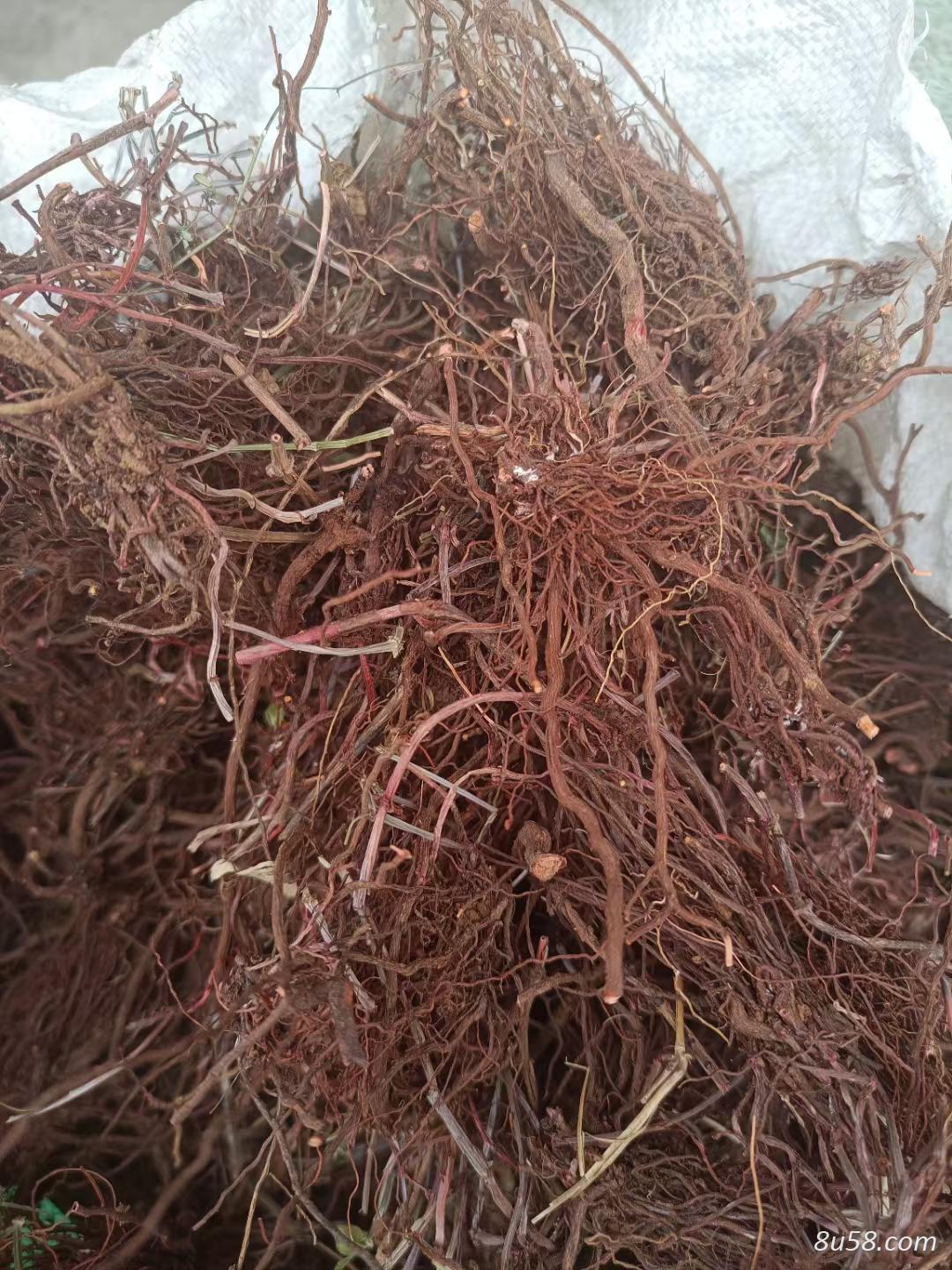 紫苑