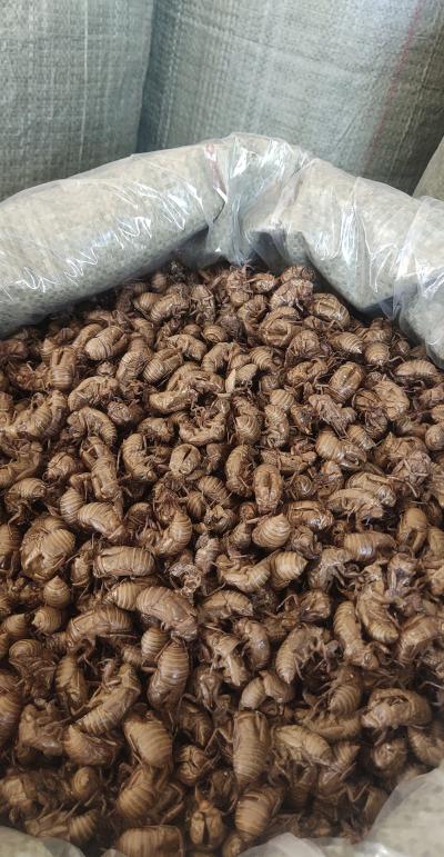 本人大量出售水洗蝉蜕有需要的老板联系我
