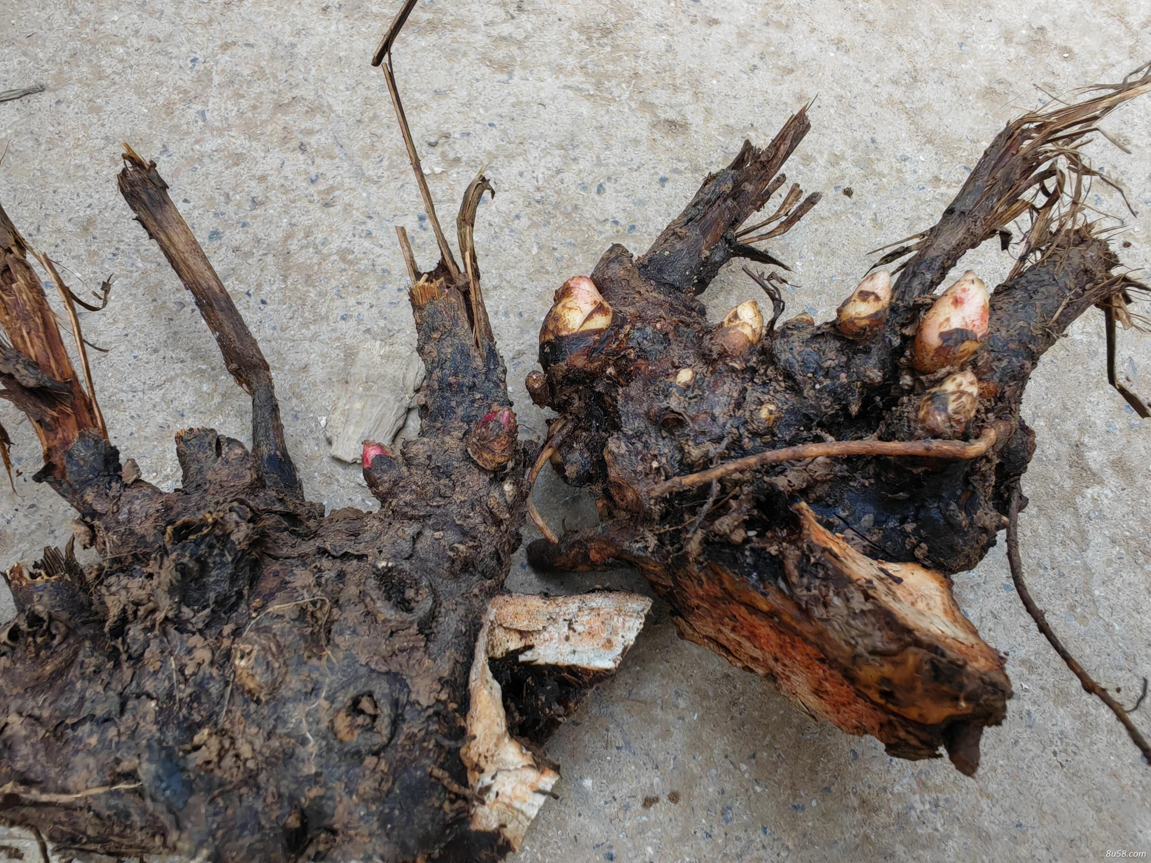 白芍芽白芍芽 中药材种植原头产地直发无病害培育基地