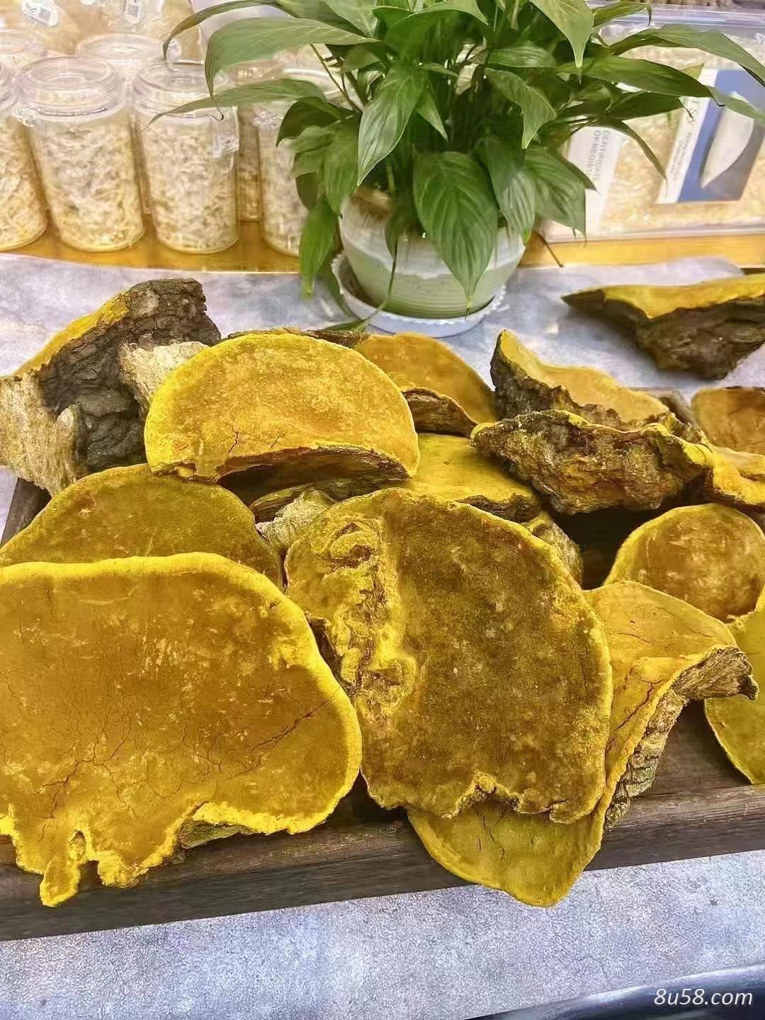 桑黄